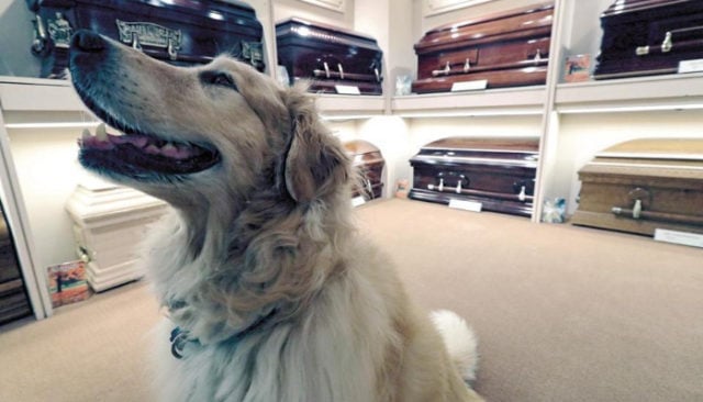 Funeral Homes Using Therapy Dogs to Help the Mourning – Top Dog Tips