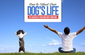 How to Extend Your Dog’s Life by Assessing Body Condition Guide on How to Extend Your Dog’s Life by Accurately Assessing Body Condition