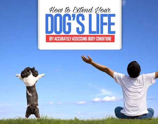 How to Extend Your Dog’s Life by Assessing Body Condition Guide on How to Extend Your Dog’s Life by Accurately Assessing Body Condition