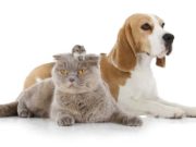 Hate Rodents? Get a Dog AND a Cat, Scientists Say Hate Rodents Get a Dog AND a Cat Scientists Say