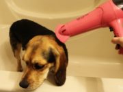 How to Choose A Safe Dog Dryer – Quick Video Tips How To Choose A Safe Dog Dryer