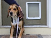 How to Measure Your Dog for Dog Door Installation How to Measure Dog for Dog Door Installation