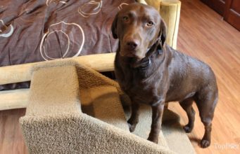 How to Pick the Perfect Dog Steps: Video Instruction How To Pick the Perfect Dog Steps