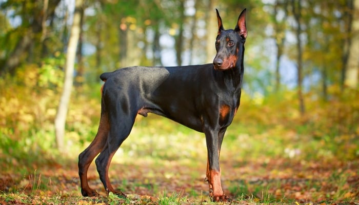 most gorgeous dog breeds