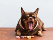 Dog Gut Microbiome Study: What Causes Obesity in Dogs? New Study on How Dogs Diet Affects Gut Microbiome and Obesity