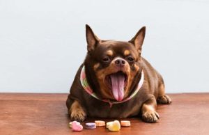 Dog Gut Microbiome Study: What Causes Obesity in Dogs? New Study on How Dogs Diet Affects Gut Microbiome and Obesity