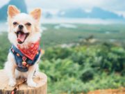 Progress in Diagnosing Brain Disorder in Small Dogs Science Finds Progress in Diagnosing Brain Disorder in Small Dogs