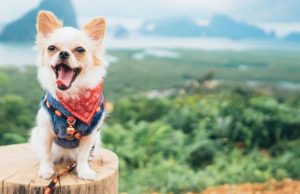 Progress in Diagnosing Brain Disorder in Small Dogs Science Finds Progress in Diagnosing Brain Disorder in Small Dogs