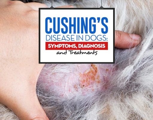 Cushing’s Disease in Dogs: Symptoms, Diagnosis and Treatments The Cushing’s Disease in Dogs - Symptoms Diagnosis and Treatments