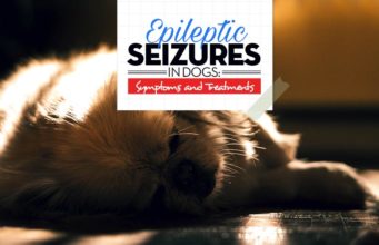 Epileptic Seizures in Dogs: Symptoms and Treatments The Guide on Epileptic Seizures in Dogs