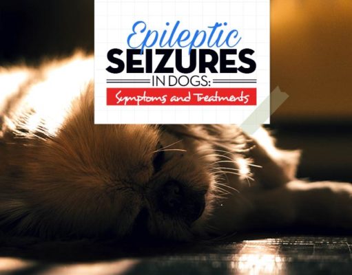 Epileptic Seizures in Dogs: Symptoms and Treatments The Guide on Epileptic Seizures in Dogs