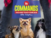 16 Commands You Must Teach Your Dog After Adopting Top 16 Commands You Must Teach Your Dog After Adopting