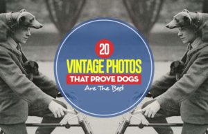 20 Vintage Photos That Prove Dogs Are The Best Top 20 Vintage Photos That Prove Dogs Are The Best