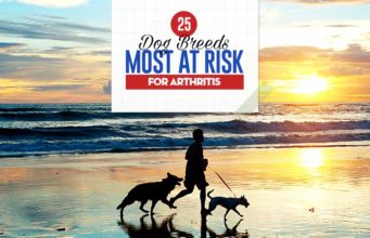 The 25 Dog Breeds At Risk for Arthritis and How to Help Them Top 25 Dog Breeds Most at Risk for Arthritis