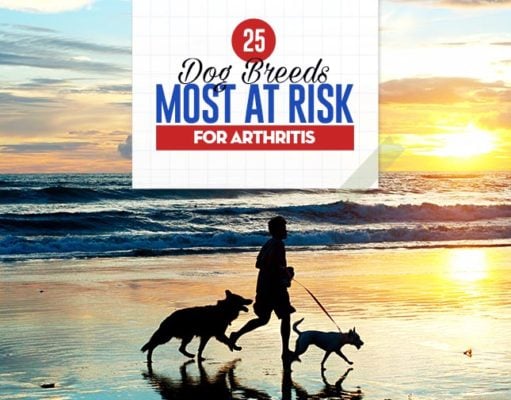 The 25 Dog Breeds At Risk for Arthritis and How to Help Them Top 25 Dog Breeds Most at Risk for Arthritis