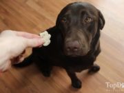 Top 5 Best Dog Dental Treats & Chews Top 5 Best Dog Dental Treats and Chews of 2020