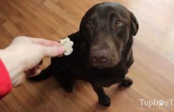 Top 5 Best Dog Dental Treats & Chews Top 5 Best Dog Dental Treats and Chews of 2020