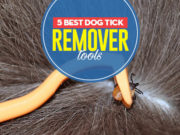 The Best Dog Tick Remover Tools Top 5 Best Dog Tick Remover Tools