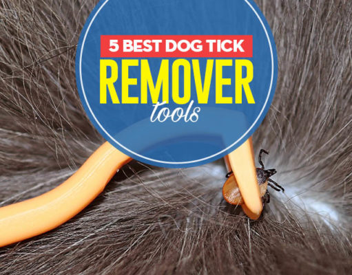 The Best Dog Tick Remover Tools Top 5 Best Dog Tick Remover Tools