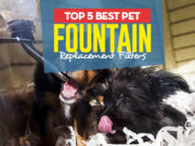 Top 5 Best Pet Fountain Replacement Filters Top 5 Best Pet Fountain Replacement Filters