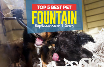 Top 5 Best Pet Fountain Replacement Filters Top 5 Best Pet Fountain Replacement Filters