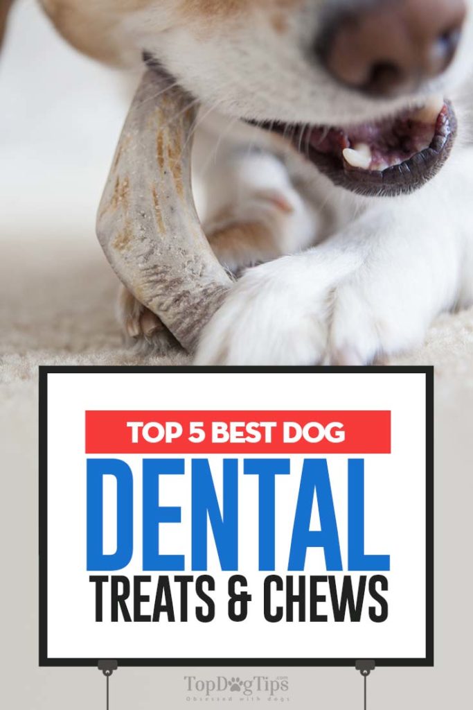 Top 5 Best Dog Dental Treats and Chews for Dogs Oral Health in 2020