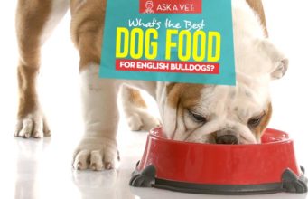 Best Dog Food for English Bulldogs: 6 Vet Recommended Brands Top 6 Best Dog Foods for English Bulldogs