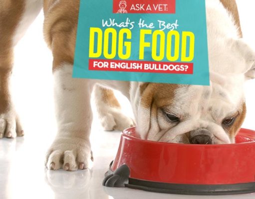 Best Dog Food for English Bulldogs: 6 Vet Recommended Brands Top 6 Best Dog Foods for English Bulldogs