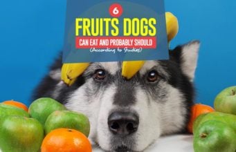 6 Fruits Dogs Can Eat and Probably Should (According to Studies) Top 6 Fruits Dogs Can Eat and Probably Should (According to Scientific Studies)