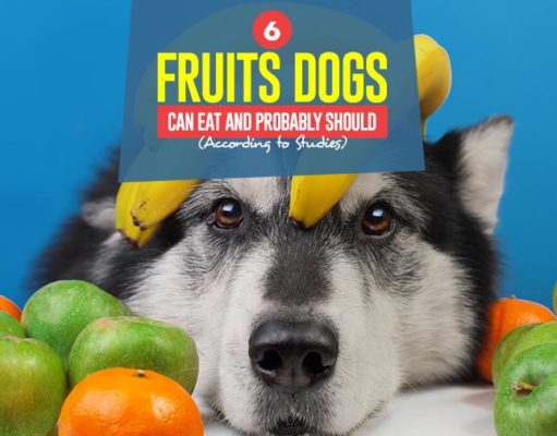 6 Fruits Dogs Can Eat and Probably Should (According to Studies) Top 6 Fruits Dogs Can Eat and Probably Should (According to Scientific Studies)