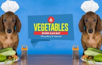 6 Vegetables Dogs Can Eat According to Science Top 6 Vegetables Dogs Can Eat According to Science