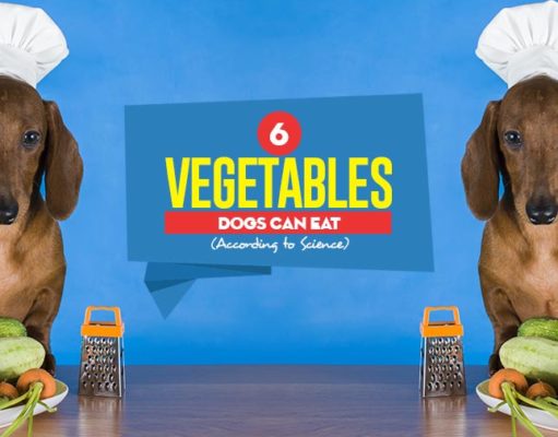 6 Vegetables Dogs Can Eat According to Science Top 6 Vegetables Dogs Can Eat According to Science