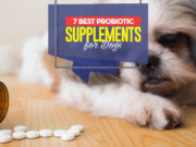 7 Best Dog Probiotic Supplements Top 7 Best Dog Probiotic Supplements