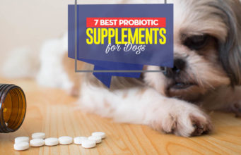 7 Best Dog Probiotic Supplements Top 7 Best Dog Probiotic Supplements