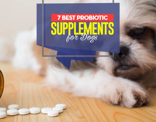 7 Best Dog Probiotic Supplements Top 7 Best Dog Probiotic Supplements
