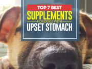 7 Best Supplements for Dogs with Upset Stomach Top 7 Best Supplements for Dogs with Upset Stomach