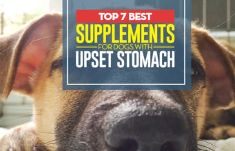 7 Best Supplements for Dogs with Upset Stomach Top 7 Best Supplements for Dogs with Upset Stomach