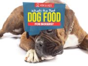 Best Dog Food for Boxers: 7 Vet Recommended Brands Top Best Dog Foods for Boxers