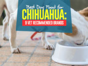 Best Dog Food for Chihuahua: 9 Vet Recommended Brands Top Best Dog Foods for Chihuahua