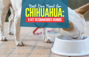 Best Dog Food for Chihuahua: 9 Vet Recommended Brands Top Best Dog Foods for Chihuahua