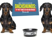 Best Dog Food for Dachshunds: 9 Vet Recommended Brands (Updated 2024) Top Best Dog Foods for Dachshunds