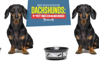 Best Dog Food for Dachshunds: 9 Vet Recommended Brands (Updated 2024) Top Best Dog Foods for Dachshunds