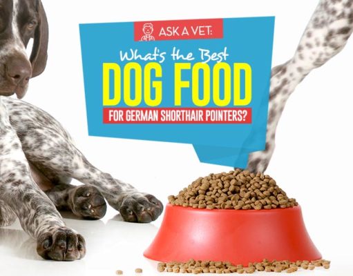 Best Dog Food for German Shorthair Pointers: 7 Vet-Recommended Brands Top Best Dog Foods for German Shorthair Pointers
