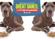 Best Dog Food for Great Danes: 6 Vet-Recommended Brands Top Best Dog Foods for Great Danes