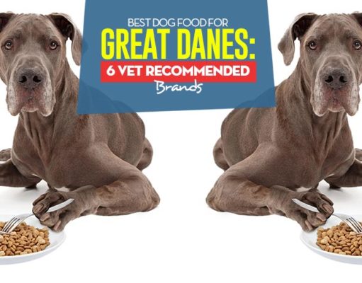 Best Dog Food for Great Danes: 6 Vet-Recommended Brands Top Best Dog Foods for Great Danes