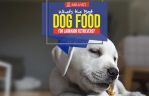 Best Dog Food for Labs: 7 Vet-Recommended Brands Top Best Dog Foods for Labrador Retrievers