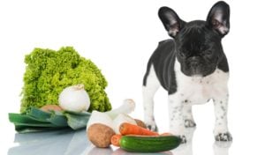 fruits and vegetables for dogs