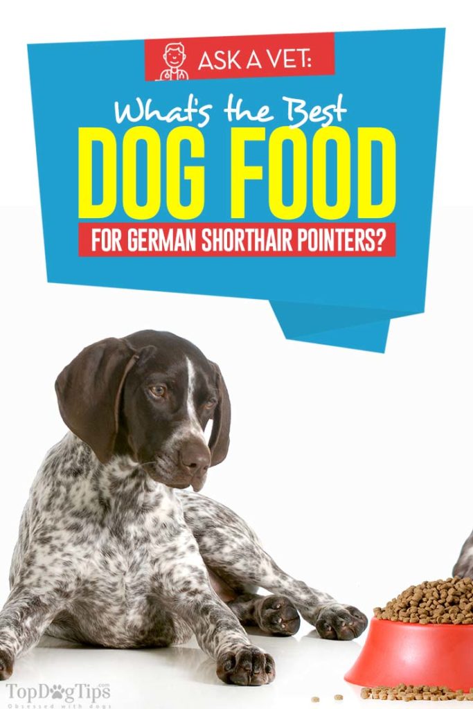 Best Dog Food for German Shorthair Pointers in 2020 (Vet