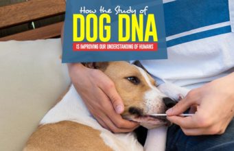 How the Study of Dog DNA is Improving Our Understanding of Humans Why Study of Dog DNA is Improving Our Understanding of Humans