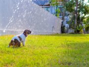 5 Best Misting Cooling Systems for Dogs Top best misting cooling systems for dogs